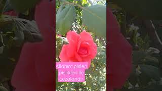 Allaha Aid Gözel Sözler