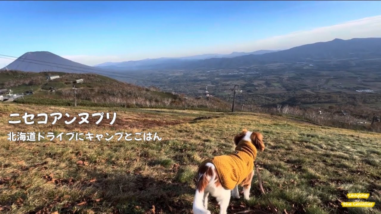 ニセコアンヌプリのゴンドラで紅葉を楽しむキャバリア【犬連れ北海道旅行とドライブにキャンプ】 - The dog with Niseko Annupuri in Autumn