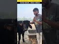 MB NAWAB Bull (HSB).        #animals #farming #dairyfarm #animalchoiceharyana #buffalo