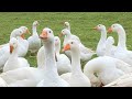 Funny geese goose animal planet  binatang  angsa soang lucu