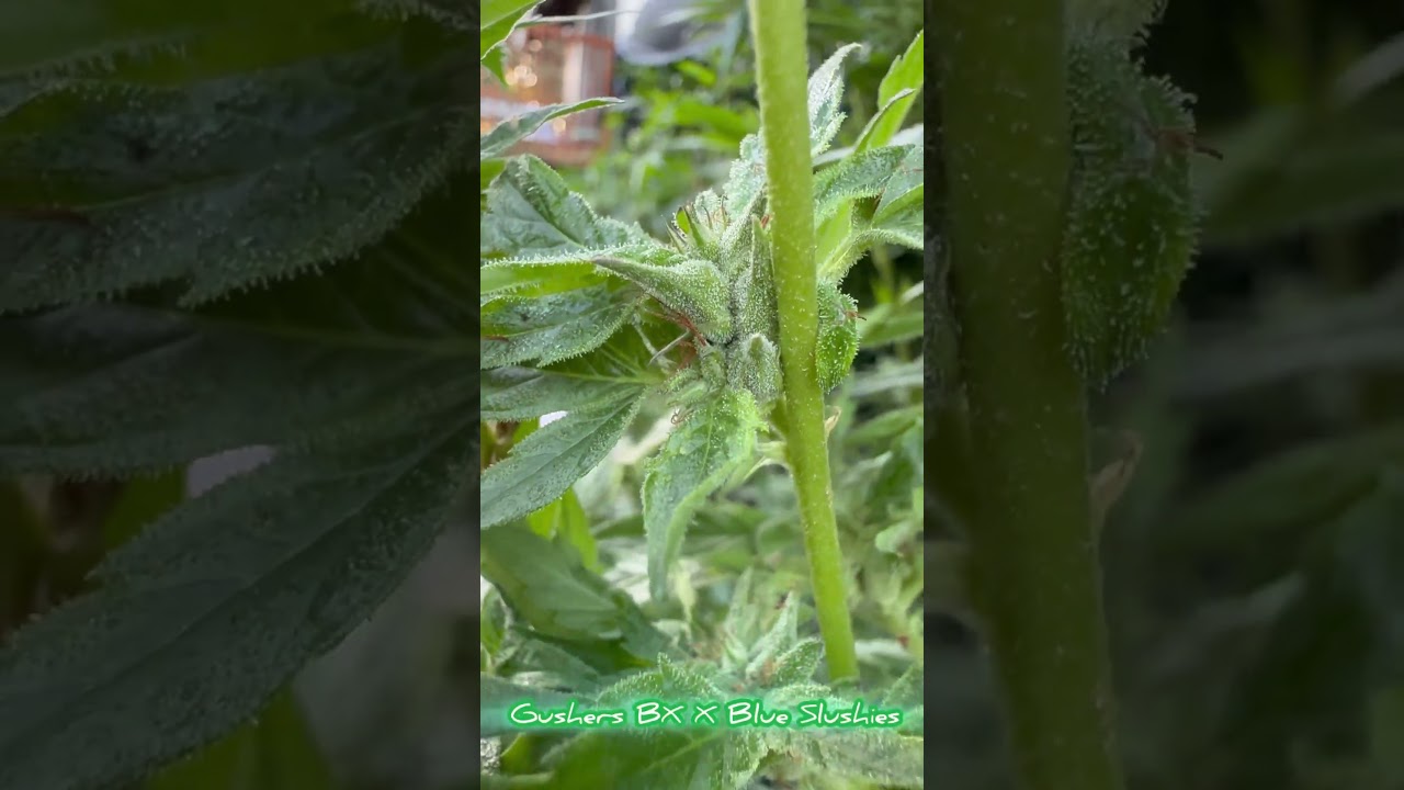 Gushers BX Male By A Bunch Of Lovely Ladies! Thanks Tiki Madman And Raw Genetics for the great stock