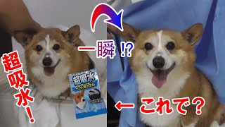 犬のお風呂に便利なタオルがあったとは！【コーギーチロ】