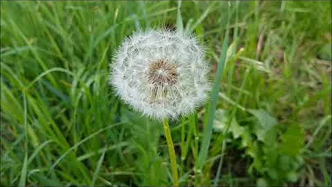 Quels sont les bienfaits de la fleur de pissenlit ? Quels sont les bienfaits de la fleur de pissenlit ?
