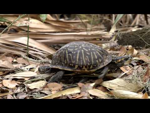 Vídeo: Box Turtle - Terrapene Carolina Rèptil De Raça Hipoal·lergènica, De Salut I De Vida