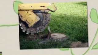 Steve's Tree Service (251) 591-0865