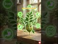 🌿 Tulsi + Neem + Kadhipatta + Giloy