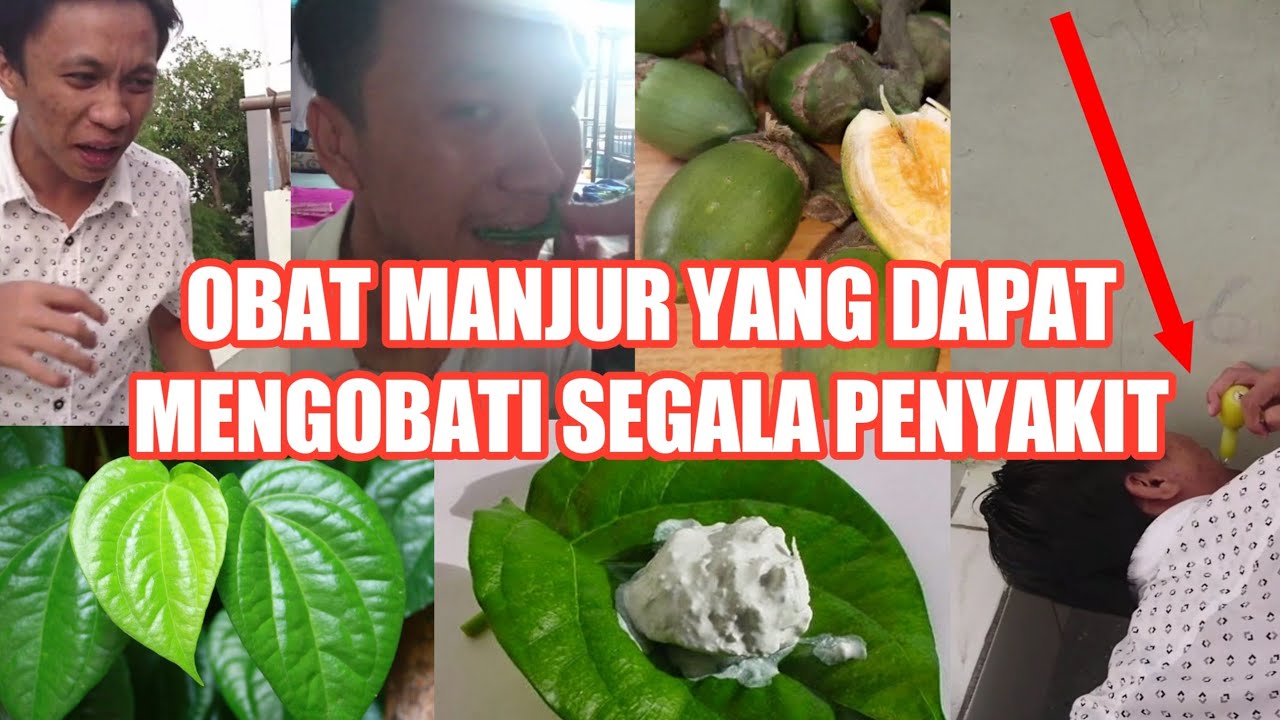 KASIAT BUAH PINANG YANG DI MAKAN DENGAN DAUN SIRIH DAN KAPUR SIRIH