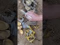 Wow Lucky today I have a lot gold and monkey king #metaldetecting #treasuresearch #metaldetector