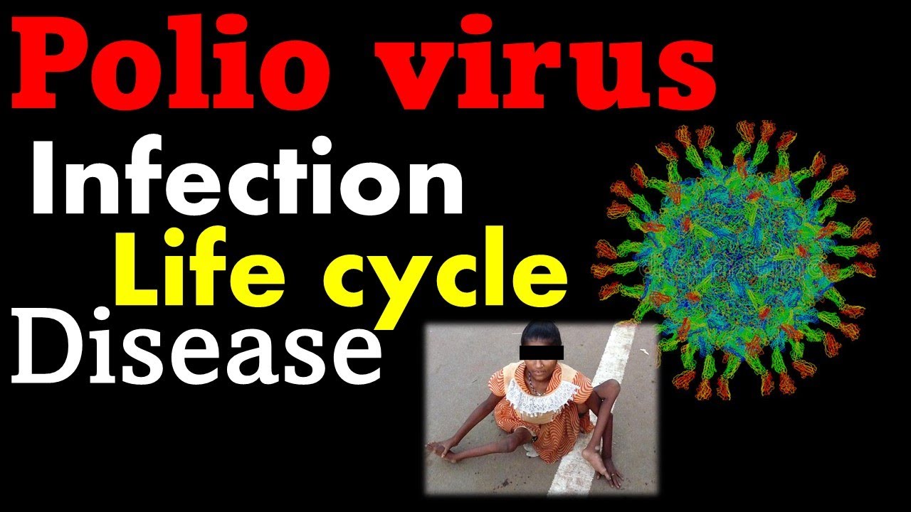 Polio virus life cycle explained - YouTube