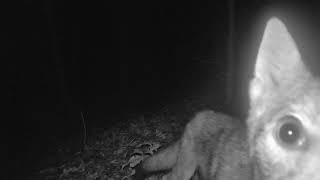 Coyote Sniffs Camera and Returns to Bite  (wait for it)