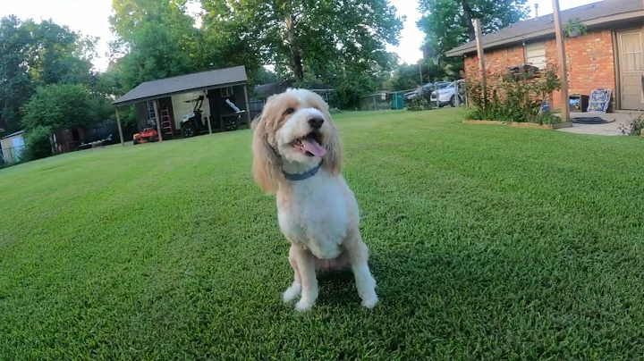 Reesie The Aussiedoodle!
