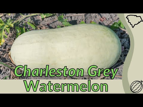 וִידֵאוֹ: Carleston Grey Watermelon Care - Growing Herrloom Watermelon In The Garden