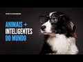 Descubra quais SÃO os 10 ANIMAIS mais ESPERTOS e INTELIGENTES de TODO o MUNDO (Inacreditável)