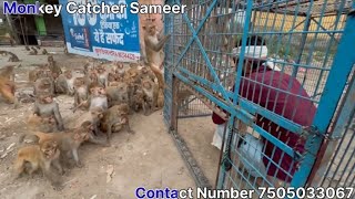 Bandar Wali Team ￼Monkey Trap Video ￼￼ Wealth