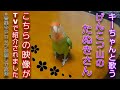 カメラ目線できちゃコングからの『げんこつやまのたぬきさん』