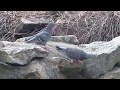Wild Pigeons الحمام البري 