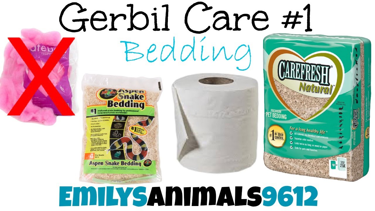 Gerbil Care 1 Bedding YouTube
