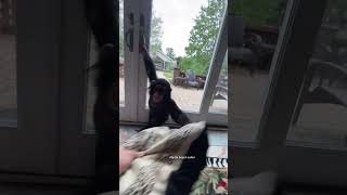 POV: YOURE PLAYING WITH A BABY CHIMP