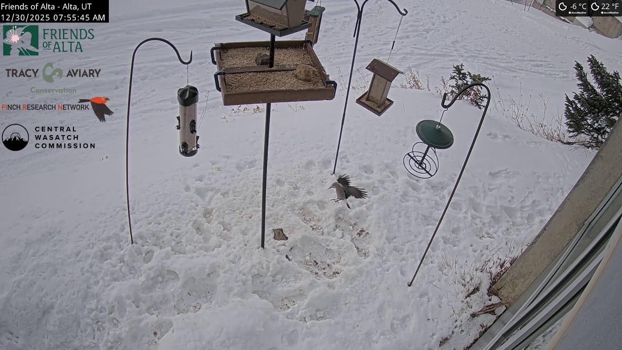 2025-12-29 - Night - Friends of Alta - Alta, UT - Live Stream Bird Feeder Cam