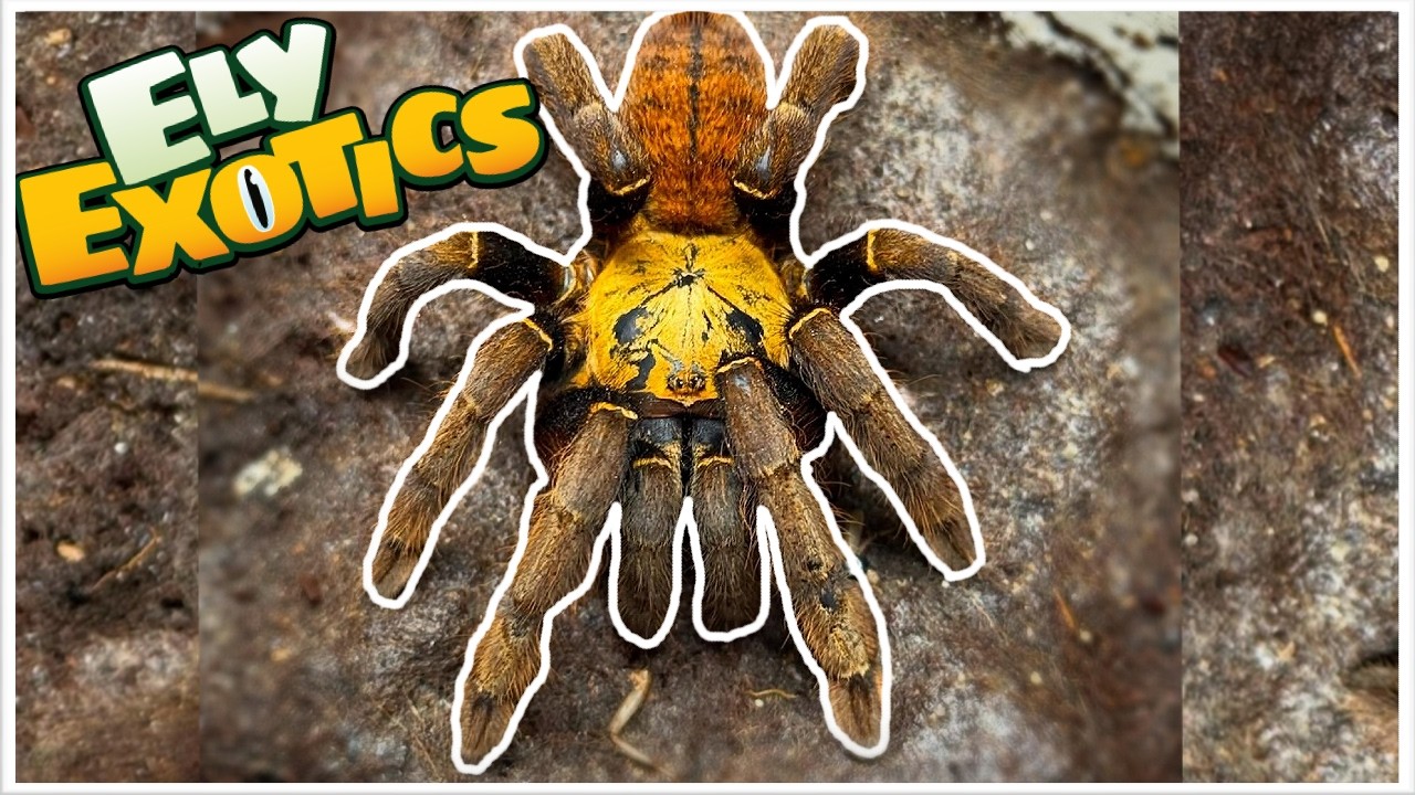 Ely Exotics Reptiles And Aquatics Shop Tour