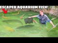 Saving escaped aquarium fish in flooded fish farm