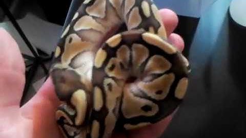New Ball Pythons Unveiling!!! - Benjamin