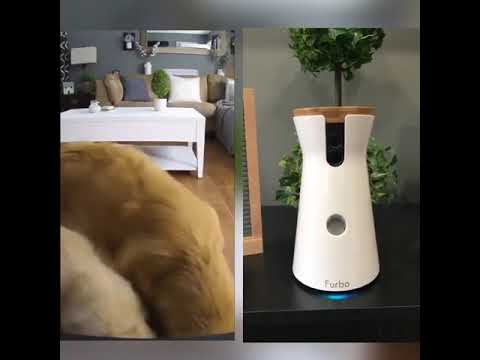 furbo dog camera youtube