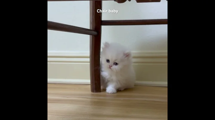 Watch the video about Chair baby-White Persian Kitten at CatsCreation.com