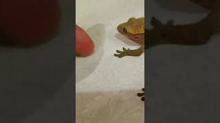 Gecko attacks and bites finger #shorts