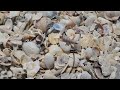 Explore This Shell Pile with Me #Shelling #Beaches #IslandLife ASMR Waves Wind