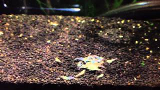 CRS Aura Blue cross