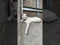 Guard cat Qali 🐾 #meow #whisker #cats #whitecat #halfbreed