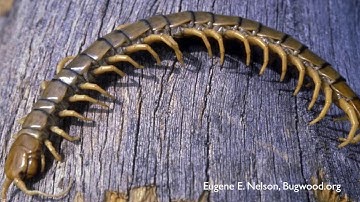 How to Get Rid of Centipedes - DIY Pest Control