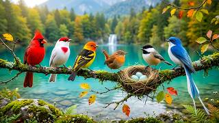 Peaceful Birdsong & Soft Piano 🍃🎹 Calm Your Mind, Reduce Stress & Inner Peace