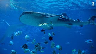 Ocean 4K Sea Animals for Relaxation, Beautiful Coral Reef Fish in Aquarium (4K Video Ultra HD) #84