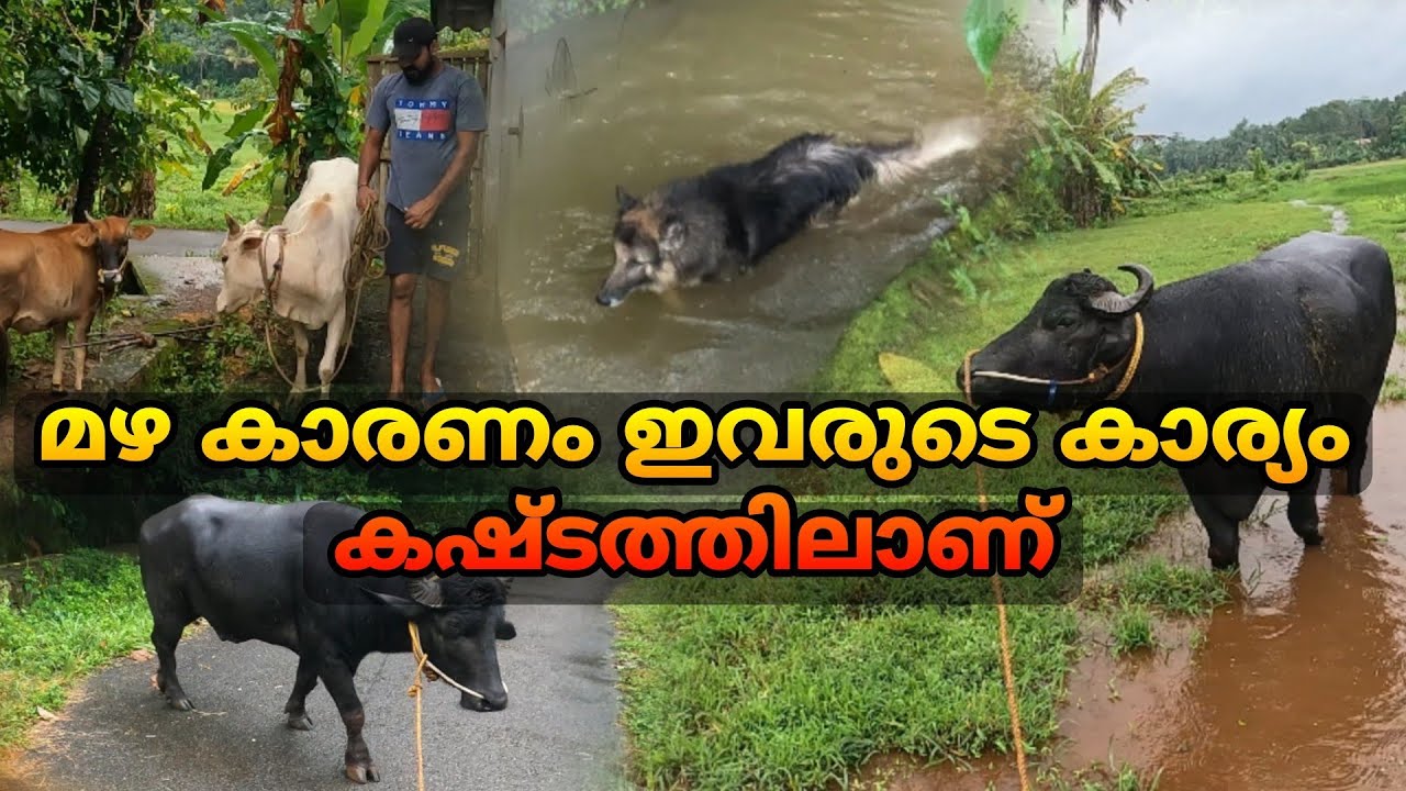 മൃഗങ്ങളെ വളർത്തുന്നവർക്ക്.. മഴ സമയം ഒരു കഷ്ടപ്പാട് തന്നെയാണ് #keralafarming #baffalo #cow #dogs
