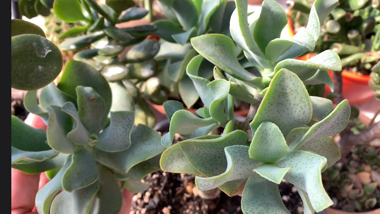 Jade de prata e outras suculentas a todo vapor com a melhor adubação | Muitas flores perfumadas