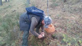 Recogiendo boletus Comunidad de Madrid, parte I