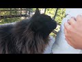 АСМР быстрые таппинг и царапанье + звуки улицы/ASMR fast & aggressive tapping and scratching #asmr