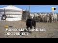 The dogs that could stop Mongolian grasslands turning to desert