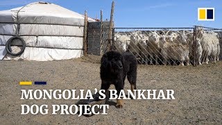 The dogs that could stop Mongolian grasslands turning to desert