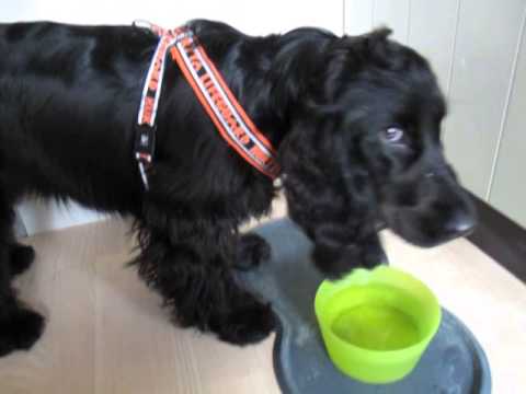 Video: Hvordan Behandle Hundens Hoste