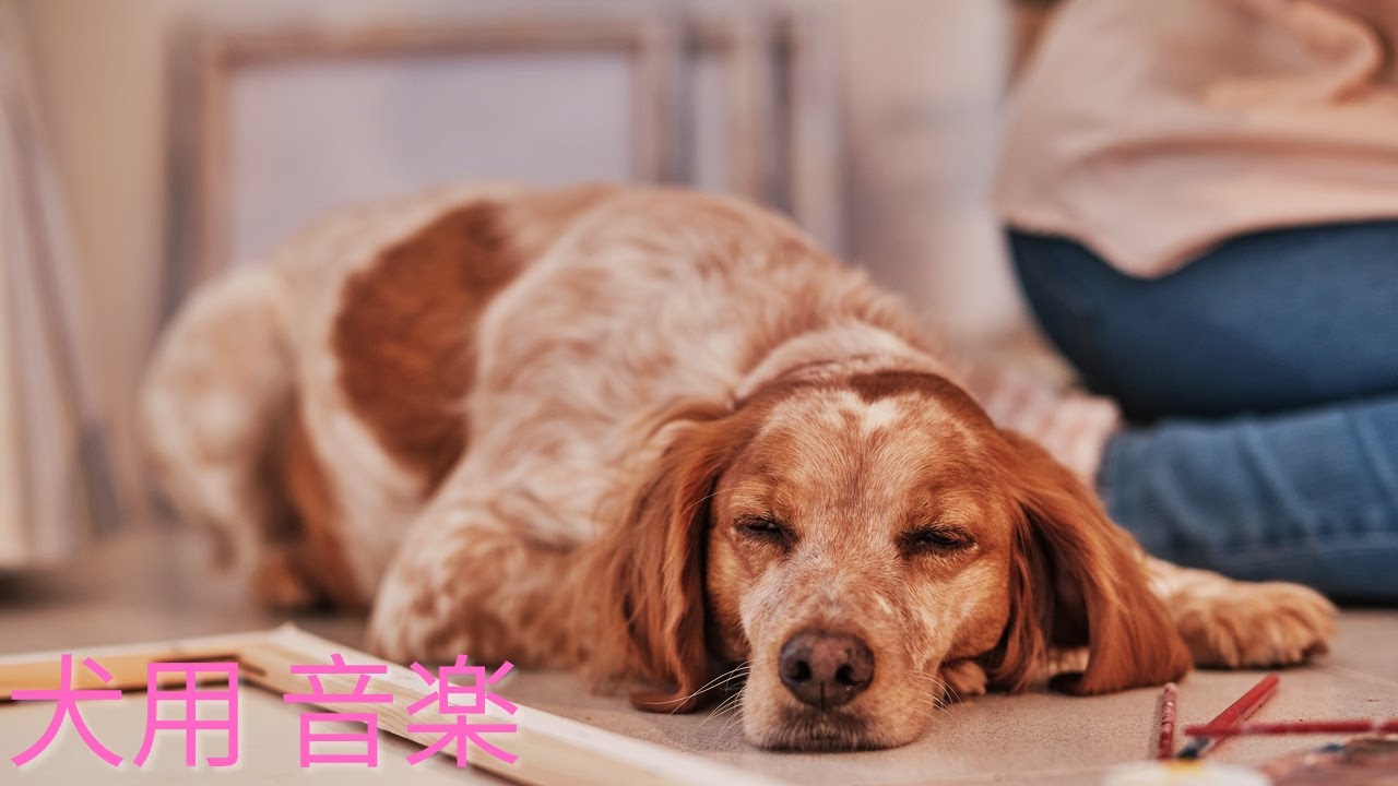 癒し効果あり528Hz🐶】犬が寝るように設計されているBGM - 犬も音楽で