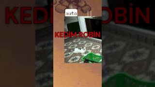 Kobay Build'i yaparken en büyük destekçim #oyunserisi #oyunrehberi #games #shorts #phonkagressive