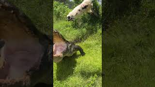 Feeding Giant American Alligator! #Reptiles