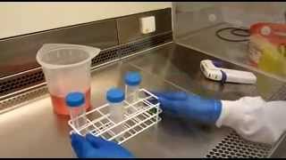 Anti CD3 Training