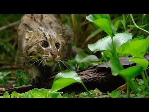 Video: Wildlife. divlje mačke