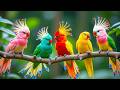 🌼 Gentle Piano Music with Bird Sounds Soothing Nature Ambience for Quiet Evenings and Sleep
