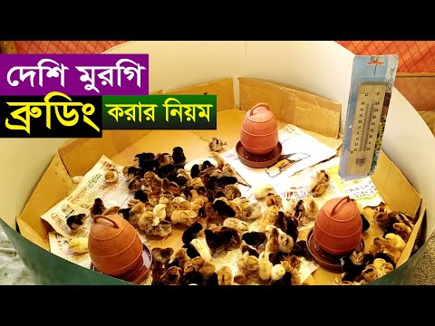 দেশি মুরগির ব্রুডিং করার সহজ নিয়ম । Desi murgi palan I  Desi poultry Brooding and other care