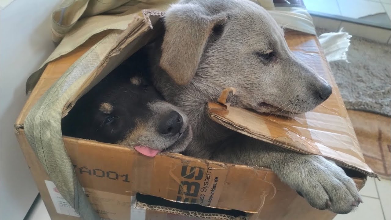 Щенки на дороге | С такими анализами уже не живут - YouTube